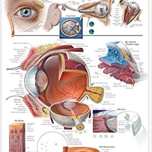 The Eye Anatomical Chart